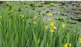 Water garden plants