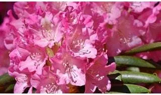 Buy Rhododendron & Azalea Online