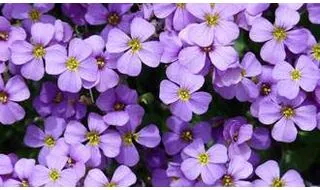 Rockery plants