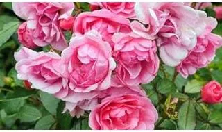 Buy Roses Online