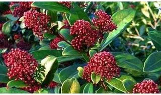 Buy Shrubs Online