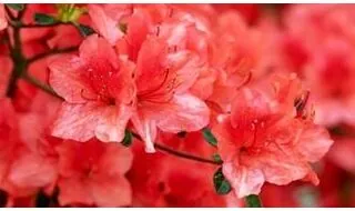 Azaleas