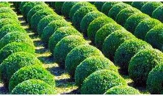 Buy Topiary Online