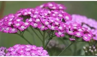 Achillea plants