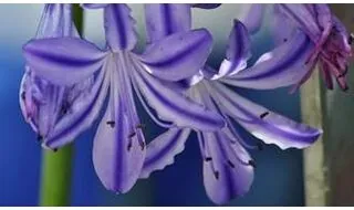 Agapanthus plants