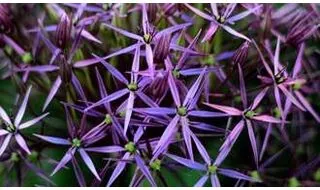 Allium plants