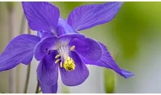 Aquilegia plants