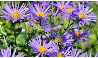 Aster plants