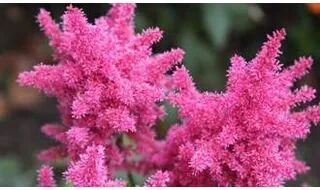 Astilbe plants