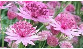 Astrantia plants