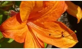 Azaleas for acidic soil