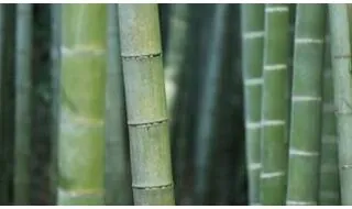 Bamboo hedging plants