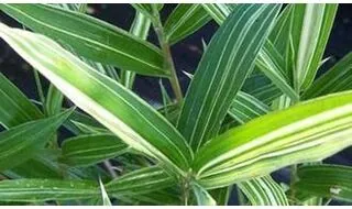 Bamboo plants for ground cover