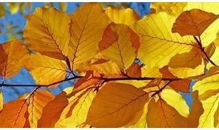 Beech hedging plants