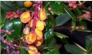 Berberis hedging plants