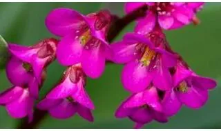 Bergenia plants