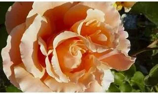 Best roses for cut flowers