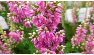 Calluna plants