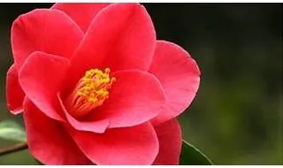 Camellia