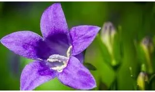 Campanula bellflower plants