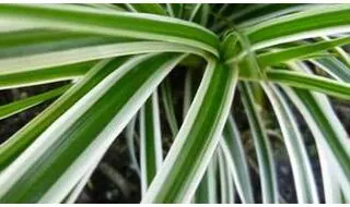 Carex plants