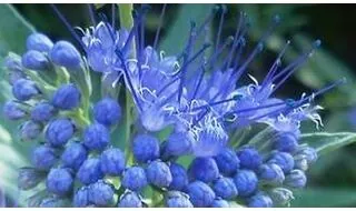 Caryopteris