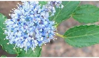 Ceanothus