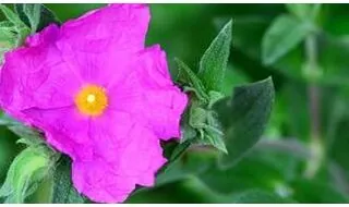 Cistus