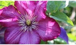 Clematis plants