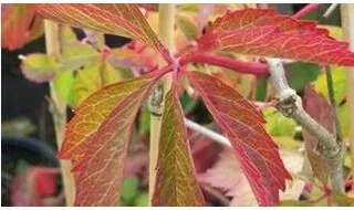 Climbing plants for acidic soil