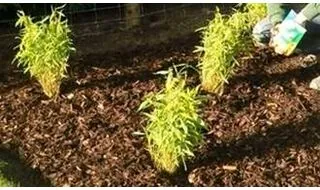 Clump forming bamboo