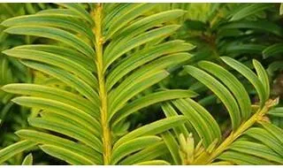 Conifer plants for ground cover