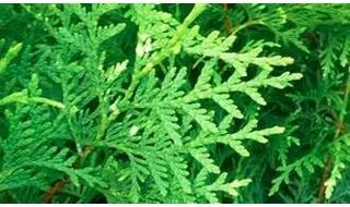 Conifer plants for hedging