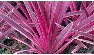 Cordyline plants