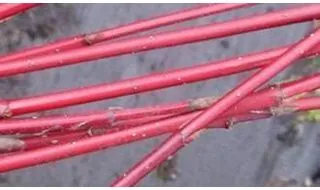 Cornus hedging plants