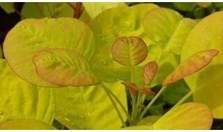 Cotinus hedging plants