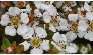 Cotoneaster hedging plants