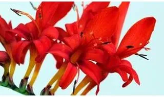 Crocosmia plants