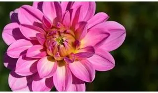 Dahlia plants