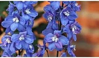 Delphinium plants