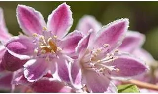 Deutzia