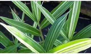 Dwarf bamboo plants