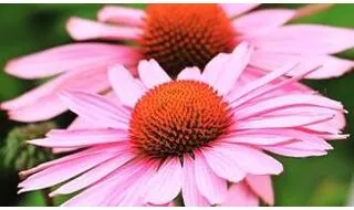 Echinacea plants