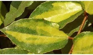 Elaeagnus