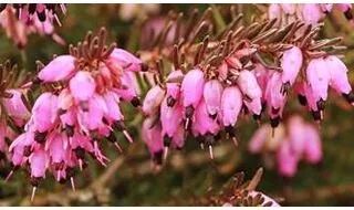 Erica heather plants