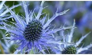 Eryngium plants