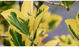 Euonymus