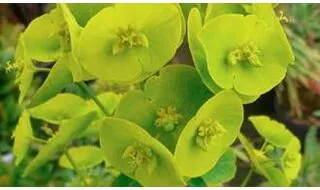 Euphorbia plants