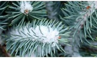 Evergreen conifers