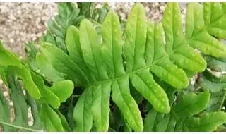 Evergreen fern plants